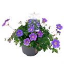 Afbeelding van VP Geranium P19 Rosanna